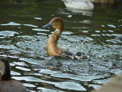 Fulvous Whistling-duck